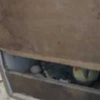 یک جفت عروس هلندی مولد و دو عدد جوجه 6ماهه|پرنده|فلاورجان, |دیوار