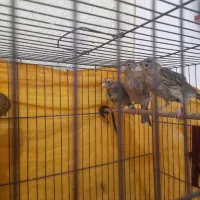 قناری|پرنده|میناب, |دیوار