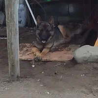 فروش سگ ژرمن شپرد