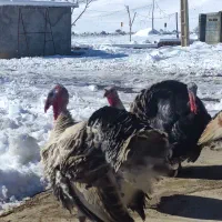 بوقلمون سرحال