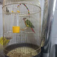 جوجه گرنچیک نرمه خور