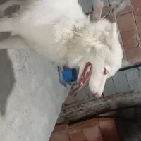 سگ هاسکی