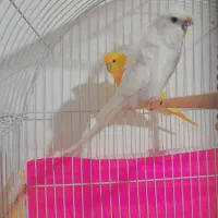 مرغ عشق پروانه رنگ خاص