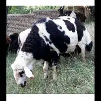 گوسفند زنده البرز کرج پخش صداقت