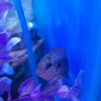 ماهی اکواریومی جوئل فیش