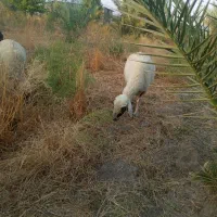 میش فروشی ارزوئیه|حیوانات مزرعه|ارزوئیه, |دیوار