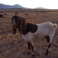 نر بز