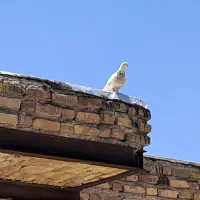 کفتر کلافه
