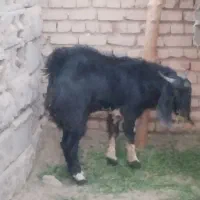 تروشت فروشی