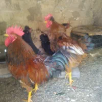 دوعدد خروس محلی