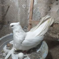 تخم نطفه دار سفید کلاهدار