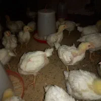 جوجه گوشتی راس ۱۳روزه واکسن خورده تضمینی مرغداری|حیوانات مزرعه|فرمهین, |دیوار