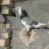 کفتر نر قلدور