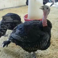 تخم نطفه دار بوقلمون