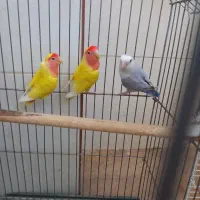 واگذاری پرنده