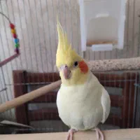 جفت عروس هلندی همراه با قفس|پرنده|تهران, وحیدیه|دیوار