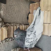 جفت کله سبز|پرنده|شیراز, سینما سعدی|دیوار