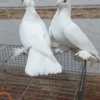 کبوتر سفید پاپر راعبی|پرنده|نجفآباد, جعفرآباد|دیوار