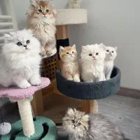 گربه بریتیش لانگ هیر
