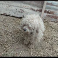 سگ شیتزو|سگ|ارومیه, |دیوار