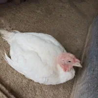 بوغلمون