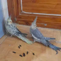عروس هلندی