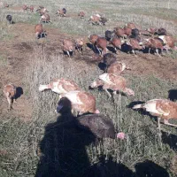 بوقلمون طبیعی|حیوانات مزرعه|بیله سوار, |دیوار