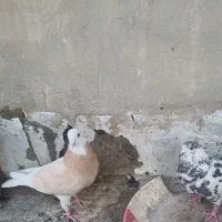 کفتر پرشی|پرنده|فولادشهر, B4|دیوار