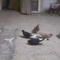 دم سفید|پرنده|قم, نخودی|دیوار