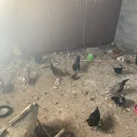 مرغ وخروش و جوجه|حیوانات مزرعه|گرگان, |دیوار