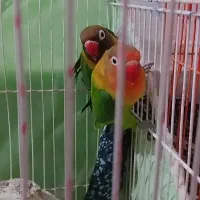 یک جفت مرغ عشق ویک جفت کتوله