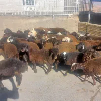 بره ماده قزل افشار.