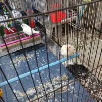 قناری|پرنده|اهواز, چهارصد دستگاه|دیوار