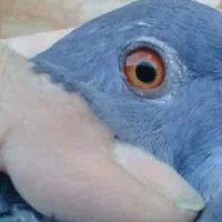 کفتر|پرنده|جیرفت, |دیوار