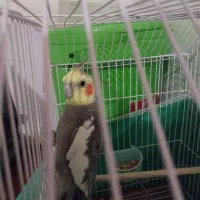 عروس هلندی|پرنده|شوشتر, |دیوار