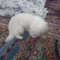 سگ شیتزو|سگ|مشهد, کشف|دیوار