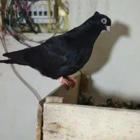 ابادانی نورآباد ممسنی|پرنده|شیراز, دشت چنار|دیوار