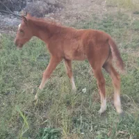 مادیان با کره نر|اسب و تجهیزات اسب‌سواری|شاهیوند, |دیوار