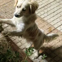 سگ پاکوتاه