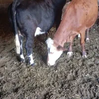 دو راس گاو سیمینتال