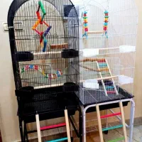 قفس عروس هلندی کوتوله گرینچیک و انواع پرندگان|لوازم جانبی حیوانات|اراک, |دیوار