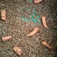 میلورم|خزنده|تهران, دهونک|دیوار