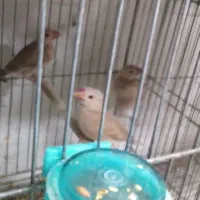فنچ نرگسی شکلاتی با سه جوجه|پرنده|اهواز, معین زاده|دیوار