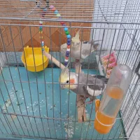 ی جفت عروس هلندی نر و ماده