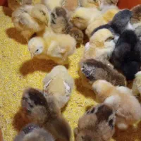 جوجه برهما نژاد دار