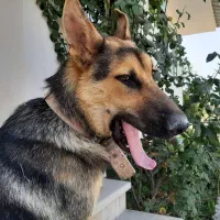 سگ ژرمن گمشده|حیوانات|گرگان, |دیوار