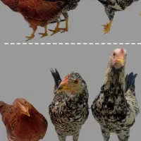 فروش جوجه (مرغ و خروس) محلی تخم گذار
