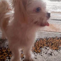 سگ شیتزو شناسنامه دار