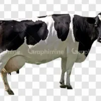 فروش ۲۰ راس گاوشیری
