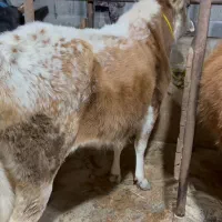 ۵ تا گاو حامله ۳ تا لیشه ۳تا ورزا کوله چالوسی مدیر|حیوانات مزرعه|کوچصفهان, |دیوار